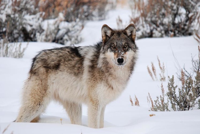 Wolves: Good for the Environment and the Soul – The Fieldston News